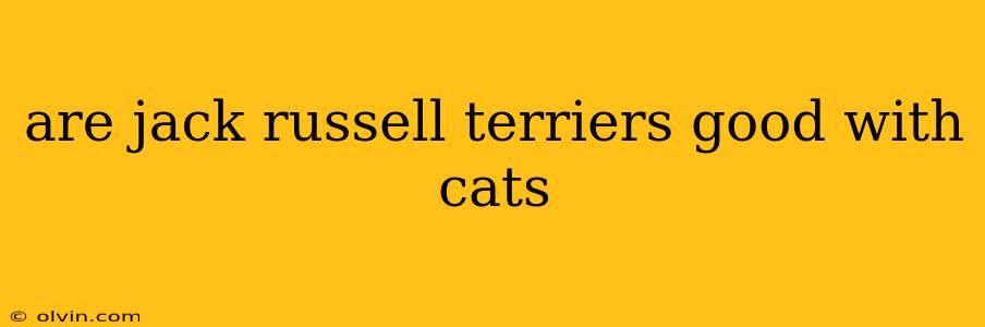 are jack russell terriers good with cats