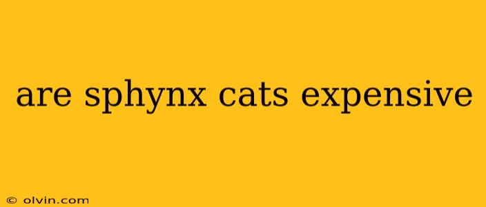 are sphynx cats expensive