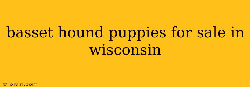 basset hound puppies for sale in wisconsin