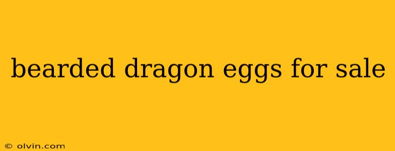 bearded dragon eggs for sale