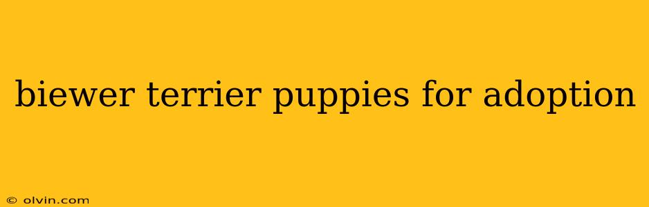 biewer terrier puppies for adoption