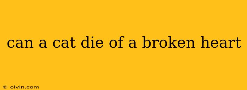 can a cat die of a broken heart