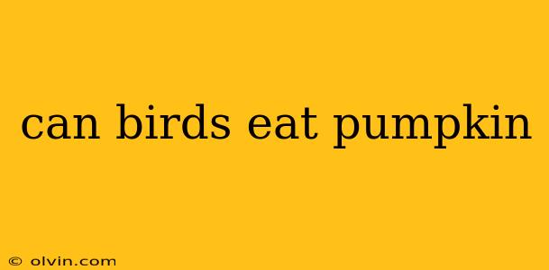 can birds eat pumpkin