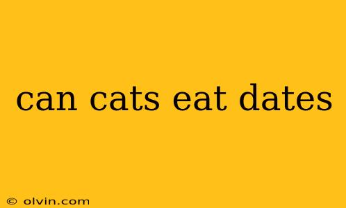 can cats eat dates