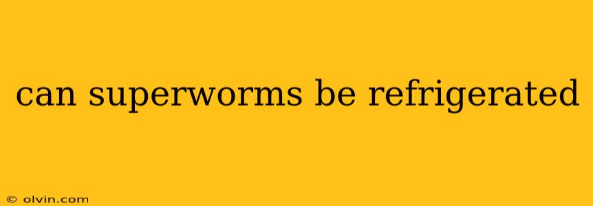 can superworms be refrigerated