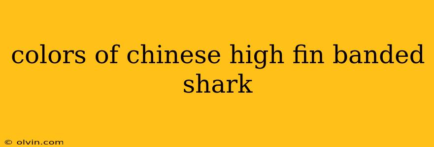 colors of chinese high fin banded shark