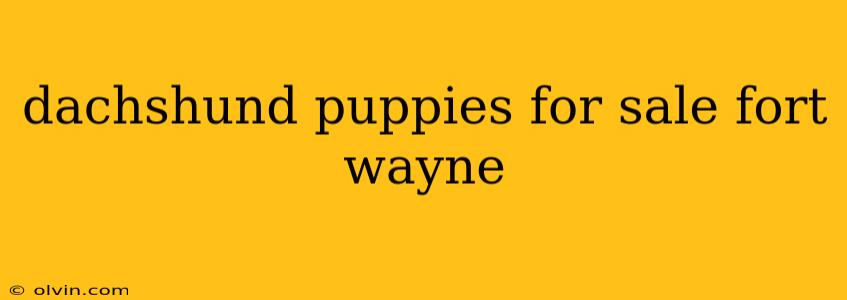 dachshund puppies for sale fort wayne