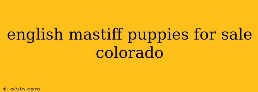 english mastiff puppies for sale colorado