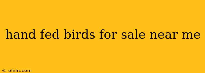 hand fed birds for sale near me