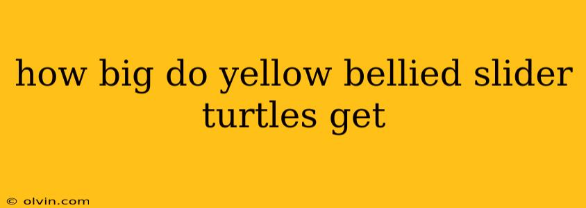 how big do yellow bellied slider turtles get