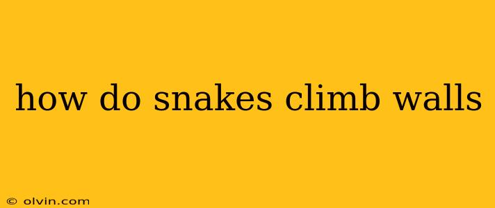 how do snakes climb walls