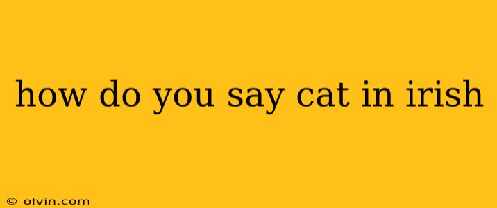 how do you say cat in irish