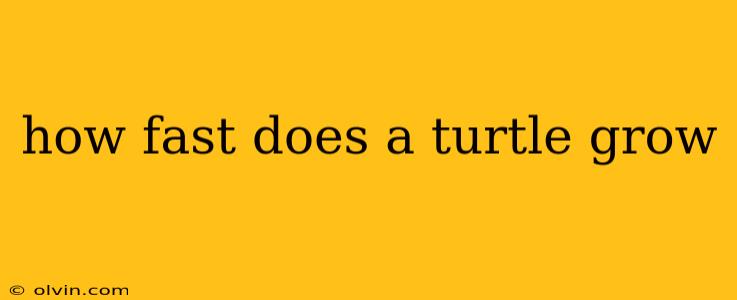 how fast does a turtle grow