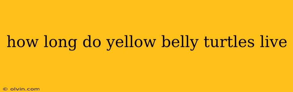 how long do yellow belly turtles live