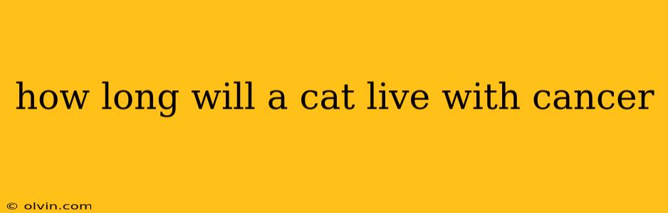 how long will a cat live with cancer