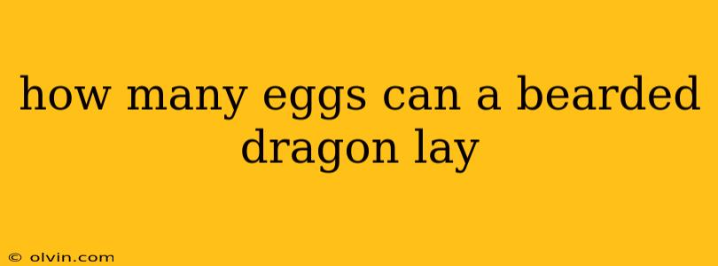 how many eggs can a bearded dragon lay