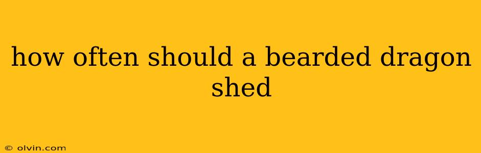 how often should a bearded dragon shed