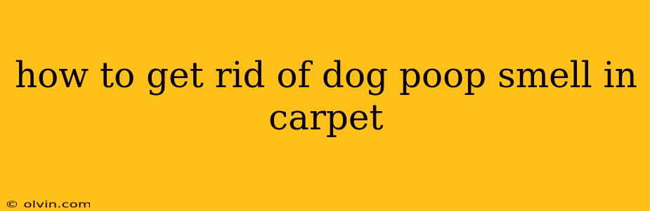 how to get rid of dog poop smell in carpet