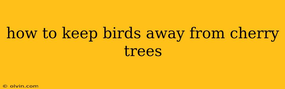 how to keep birds away from cherry trees