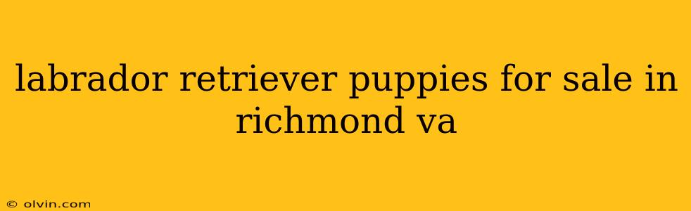 labrador retriever puppies for sale in richmond va