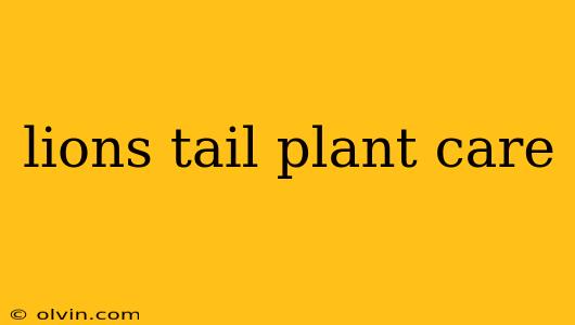 lions tail plant care