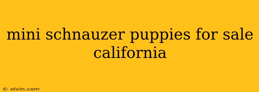 mini schnauzer puppies for sale california