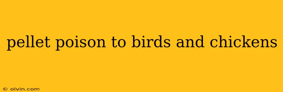 pellet poison to birds and chickens