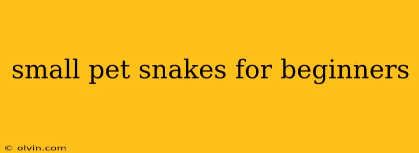 small pet snakes for beginners