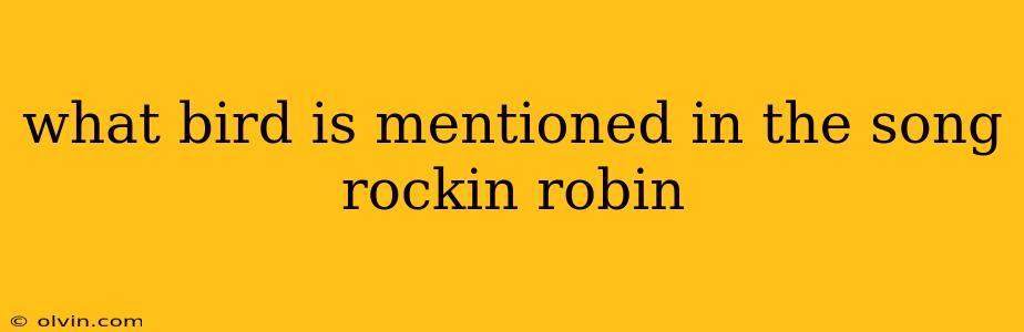 what bird is mentioned in the song rockin robin